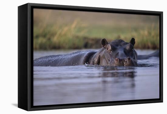 Hippopotamus in River-null-Framed Premier Image Canvas