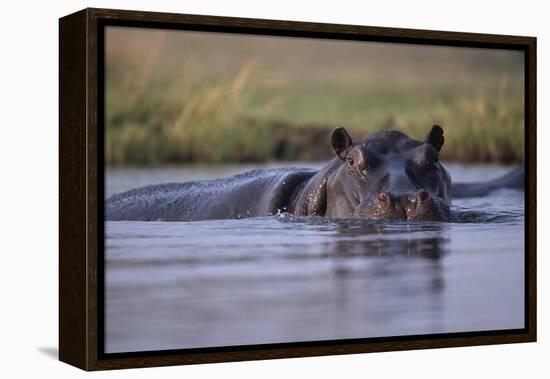 Hippopotamus in River-null-Framed Premier Image Canvas