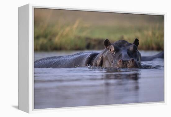 Hippopotamus in River-null-Framed Premier Image Canvas