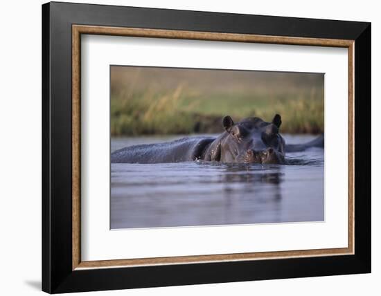 Hippopotamus in River-null-Framed Premium Photographic Print