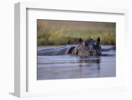 Hippopotamus in River-null-Framed Premium Photographic Print