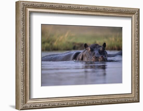 Hippopotamus in River--Framed Photographic Print