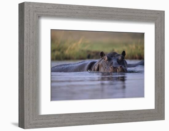 Hippopotamus in River-null-Framed Photographic Print