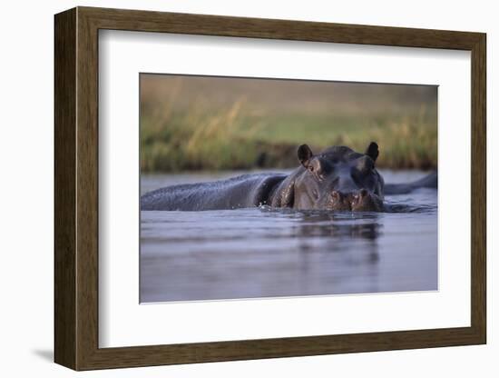 Hippopotamus in River-null-Framed Photographic Print