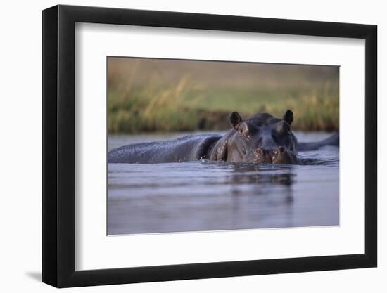 Hippopotamus in River-null-Framed Photographic Print