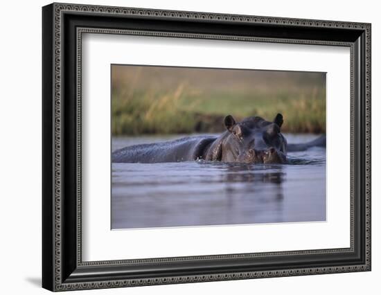 Hippopotamus in River-null-Framed Photographic Print