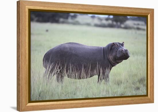 Hippopotamus in the Savanna Grass-DLILLC-Framed Premier Image Canvas