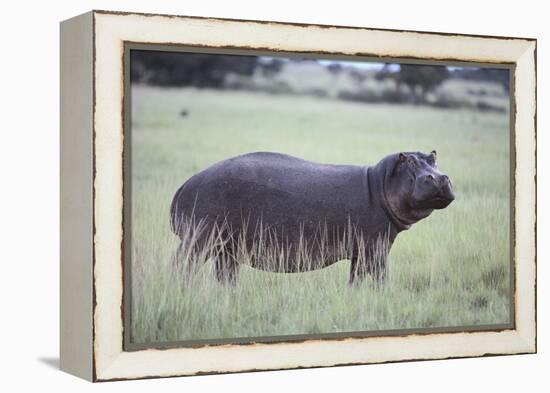 Hippopotamus in the Savanna Grass-DLILLC-Framed Premier Image Canvas