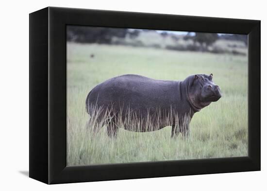 Hippopotamus in the Savanna Grass-DLILLC-Framed Premier Image Canvas