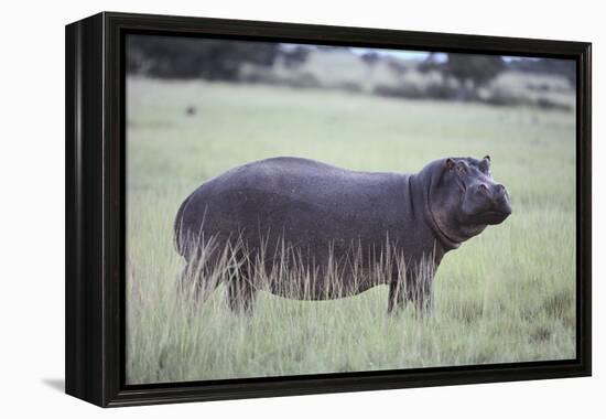 Hippopotamus in the Savanna Grass-DLILLC-Framed Premier Image Canvas