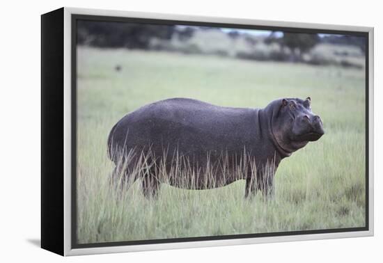 Hippopotamus in the Savanna Grass-DLILLC-Framed Premier Image Canvas