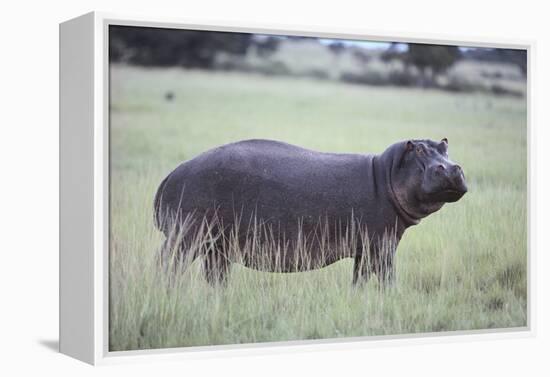 Hippopotamus in the Savanna Grass-DLILLC-Framed Premier Image Canvas