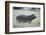 Hippopotamus in the Savanna Grass-DLILLC-Framed Photographic Print