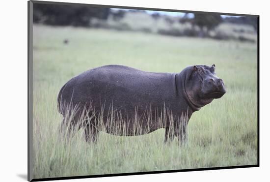 Hippopotamus in the Savanna Grass-DLILLC-Mounted Photographic Print