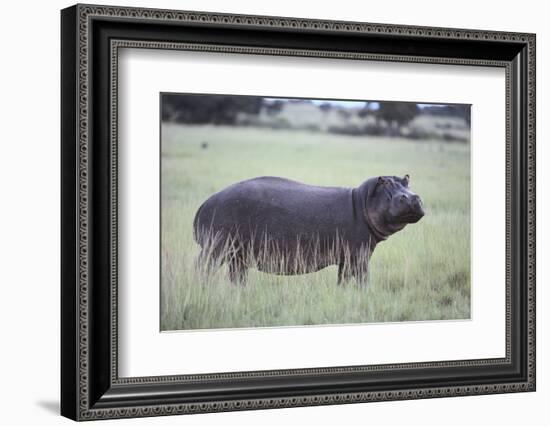 Hippopotamus in the Savanna Grass-DLILLC-Framed Photographic Print