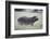 Hippopotamus in the Savanna Grass-DLILLC-Framed Photographic Print