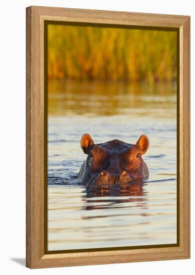 Hippopotamus in Water-Michele Westmorland-Framed Premier Image Canvas