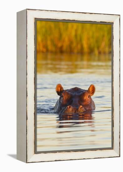 Hippopotamus in Water-Michele Westmorland-Framed Premier Image Canvas