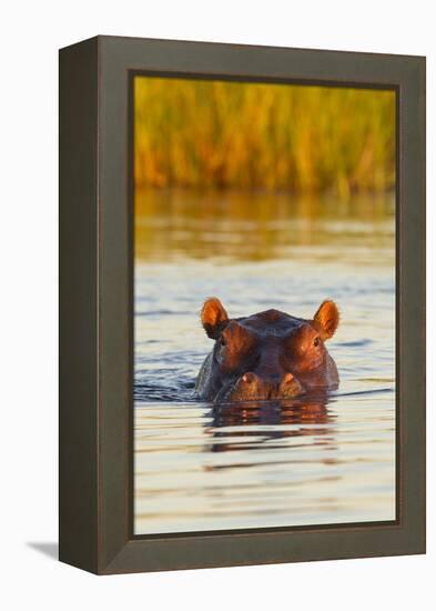 Hippopotamus in Water-Michele Westmorland-Framed Premier Image Canvas