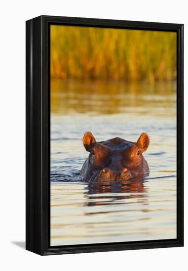 Hippopotamus in Water-Michele Westmorland-Framed Premier Image Canvas