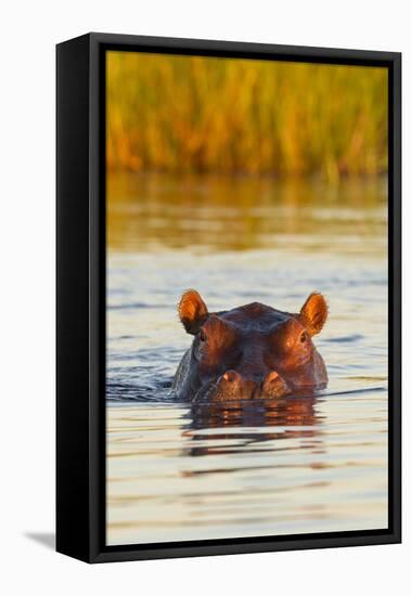 Hippopotamus in Water-Michele Westmorland-Framed Premier Image Canvas