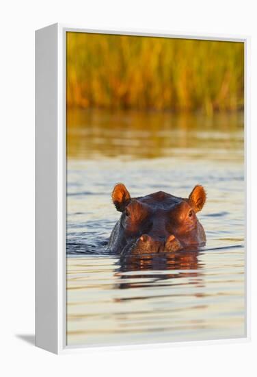 Hippopotamus in Water-Michele Westmorland-Framed Premier Image Canvas