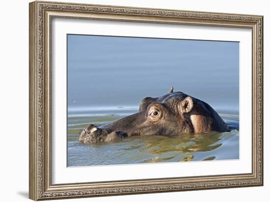 Hippopotamus In Water-Tony Camacho-Framed Photographic Print