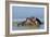 Hippopotamus In Water-Tony Camacho-Framed Photographic Print