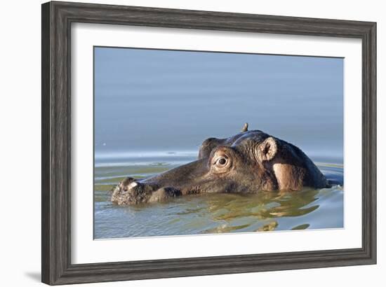 Hippopotamus In Water-Tony Camacho-Framed Photographic Print