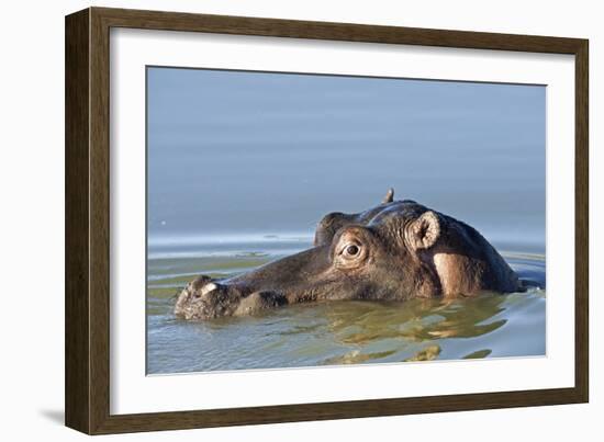 Hippopotamus In Water-Tony Camacho-Framed Photographic Print