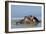 Hippopotamus In Water-Tony Camacho-Framed Photographic Print