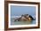 Hippopotamus In Water-Tony Camacho-Framed Photographic Print