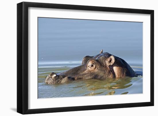 Hippopotamus In Water-Tony Camacho-Framed Photographic Print