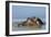 Hippopotamus In Water-Tony Camacho-Framed Photographic Print