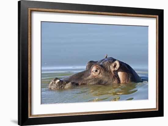 Hippopotamus In Water-Tony Camacho-Framed Photographic Print