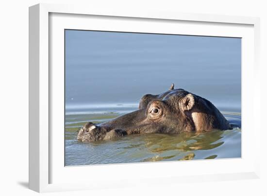 Hippopotamus In Water-Tony Camacho-Framed Photographic Print