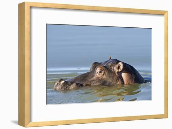 Hippopotamus In Water-Tony Camacho-Framed Photographic Print