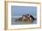 Hippopotamus In Water-Tony Camacho-Framed Photographic Print