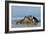 Hippopotamus In Water-Tony Camacho-Framed Photographic Print