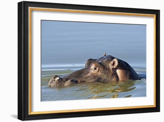 Hippopotamus In Water-Tony Camacho-Framed Photographic Print