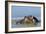 Hippopotamus In Water-Tony Camacho-Framed Photographic Print