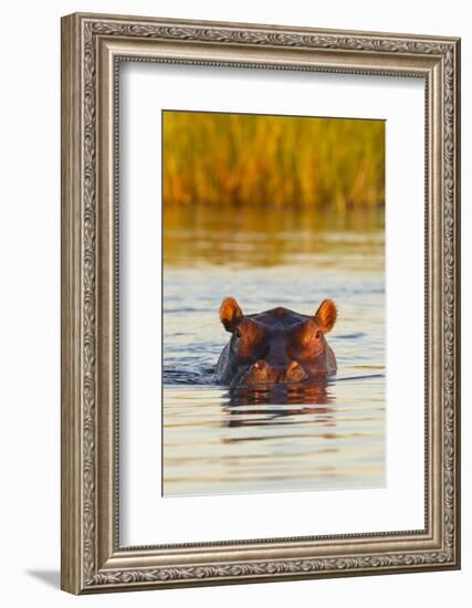 Hippopotamus in Water-Michele Westmorland-Framed Photographic Print