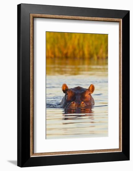 Hippopotamus in Water-Michele Westmorland-Framed Photographic Print