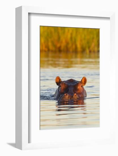 Hippopotamus in Water-Michele Westmorland-Framed Photographic Print
