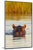 Hippopotamus in Water-Michele Westmorland-Mounted Photographic Print