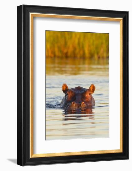 Hippopotamus in Water-Michele Westmorland-Framed Photographic Print