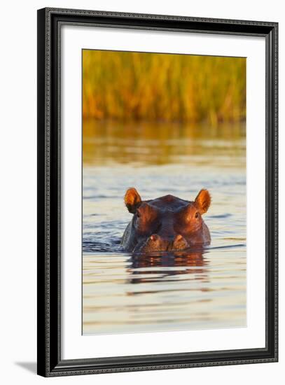 Hippopotamus in Water-Michele Westmorland-Framed Photographic Print