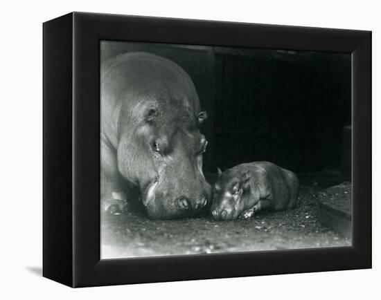 Hippopotamus Joan with Her Male Calf Jimmy at London Zoo in March 1927 (B/W Photo)-Frederick William Bond-Framed Premier Image Canvas