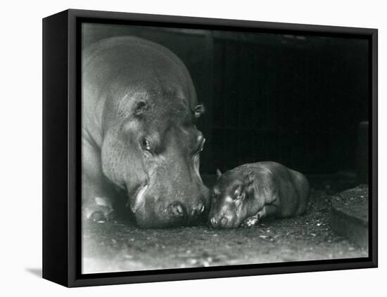 Hippopotamus Joan with Her Male Calf Jimmy at London Zoo in March 1927 (B/W Photo)-Frederick William Bond-Framed Premier Image Canvas