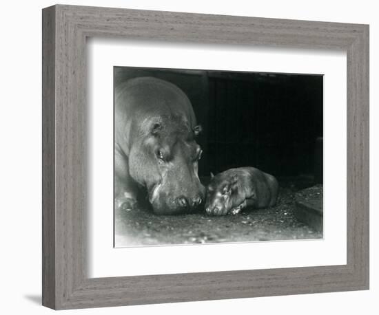 Hippopotamus Joan with Her Male Calf Jimmy at London Zoo in March 1927 (B/W Photo)-Frederick William Bond-Framed Giclee Print